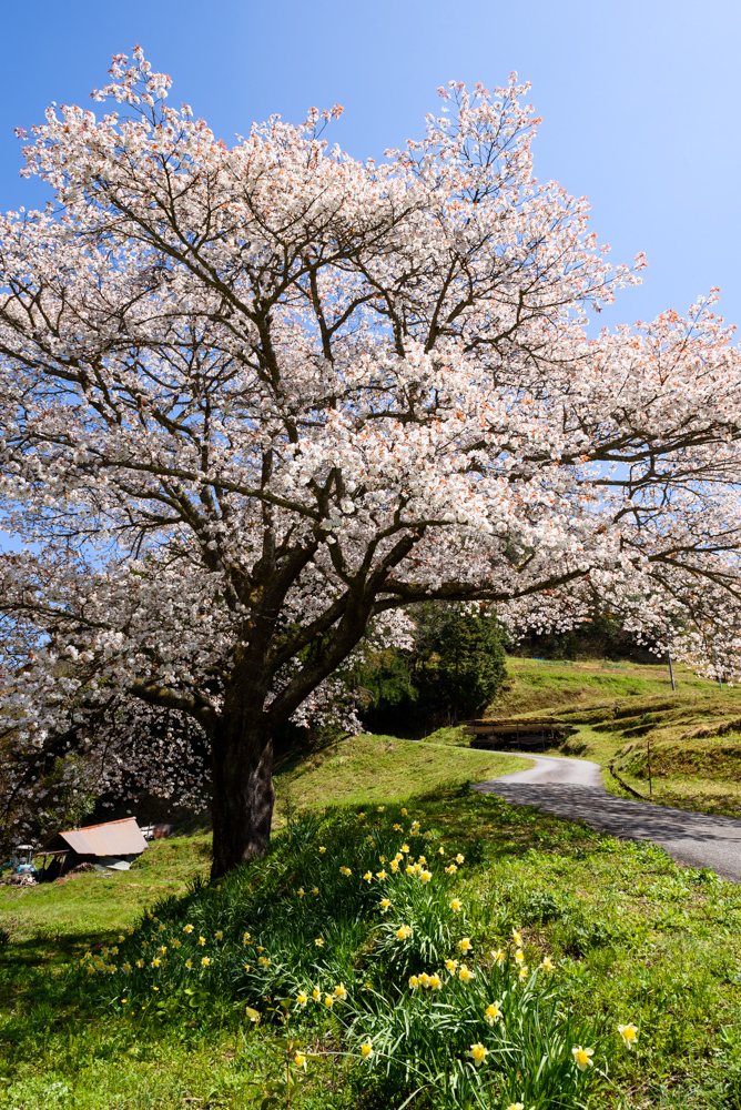 井川の一本桜 single cherry blossoms at Igawa