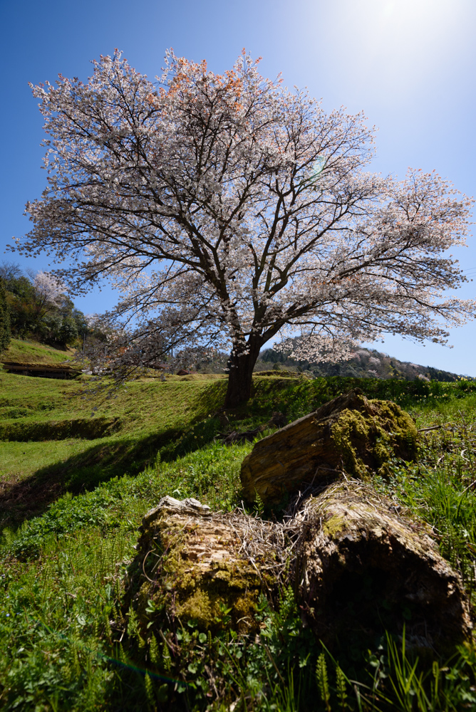 井川の一本桜 single cherry blossoms at Igawa