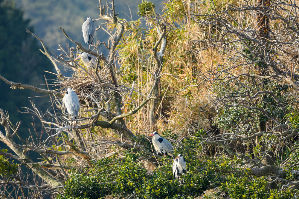 婚姻色のアオサギたち Grey Herons in nuptial color