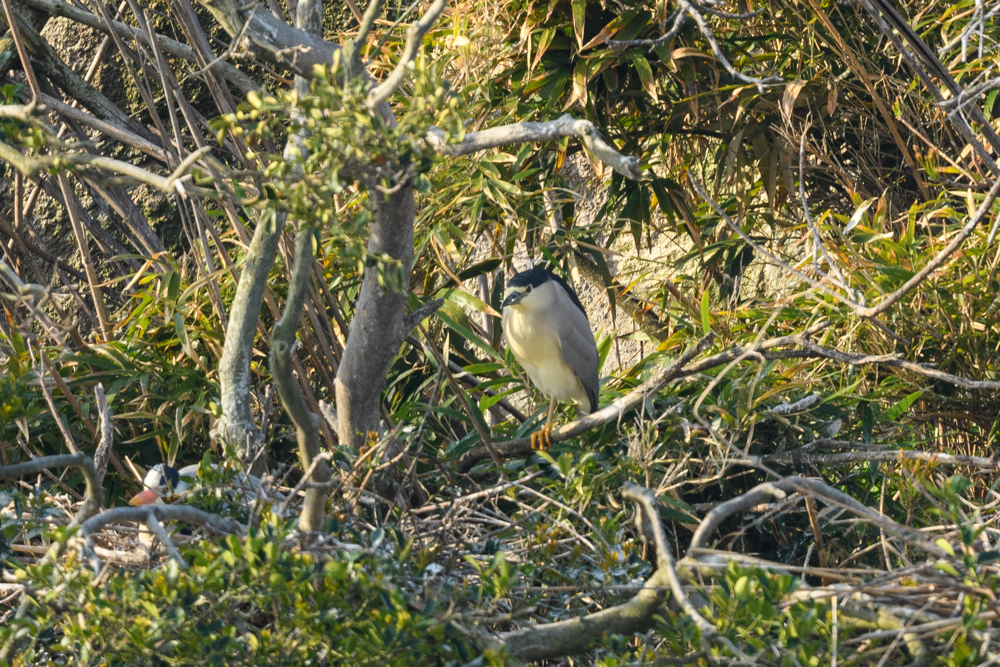 ゴイサギ Black-crowned Night Heron