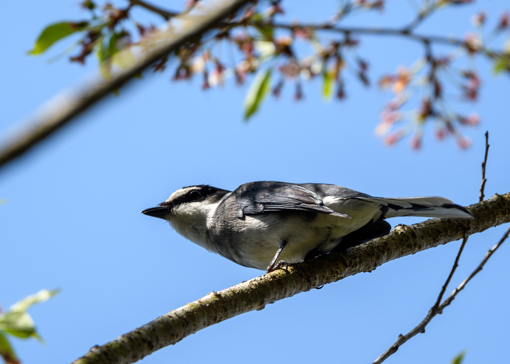 リュウキュウサンショウクイ Ashy Minivet (p. d. tegimae)