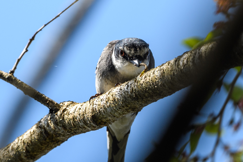 リュウキュウサンショウクイ Ashy Minivet (p. d. tegimae)