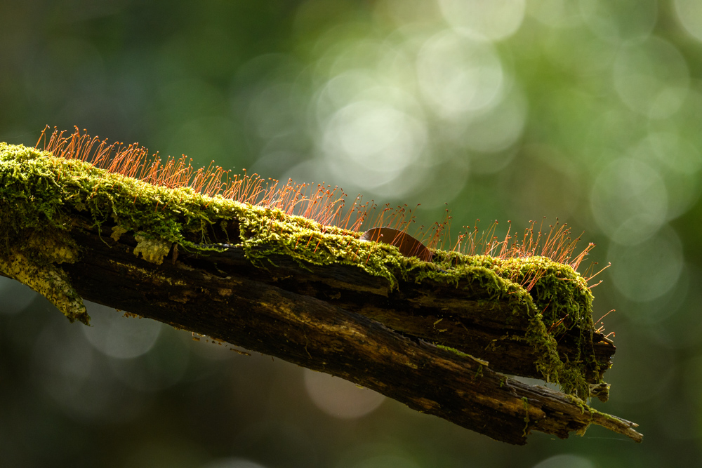 苔むした木 a mossy tree