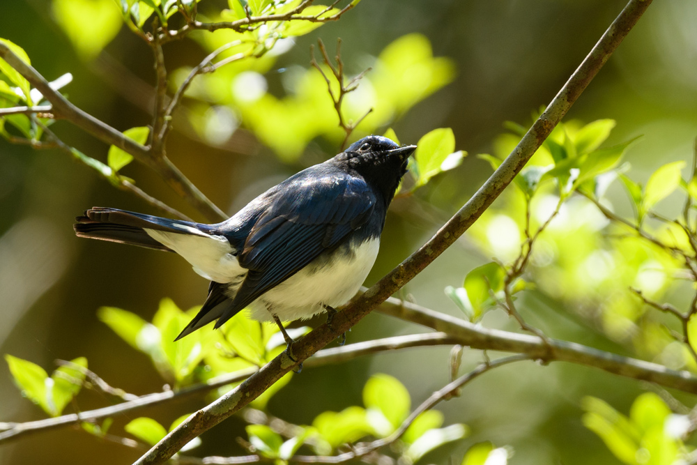 オオルリ Blue-and-White Flycatcher