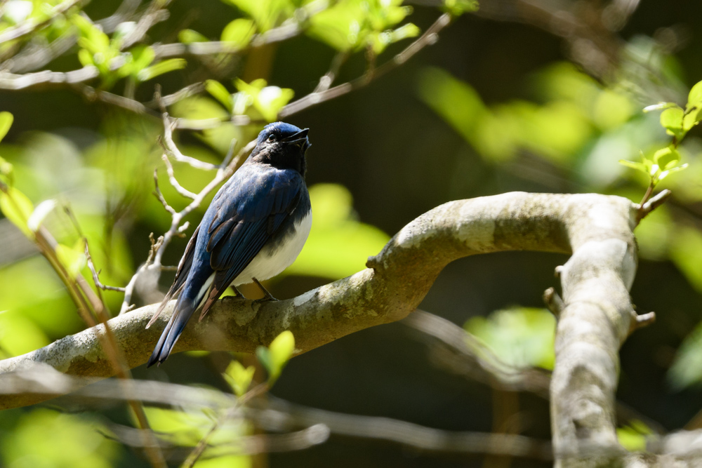 オオルリ Blue-and-White Flycatcher