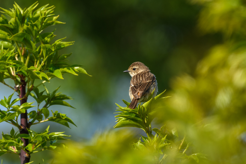 ノビタキ Siberian Stonechat