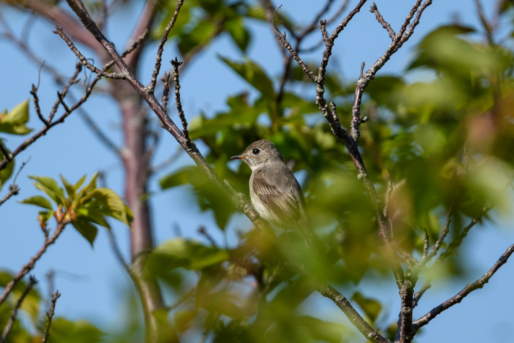 コサメビタキ Asian Brown Flycatcher