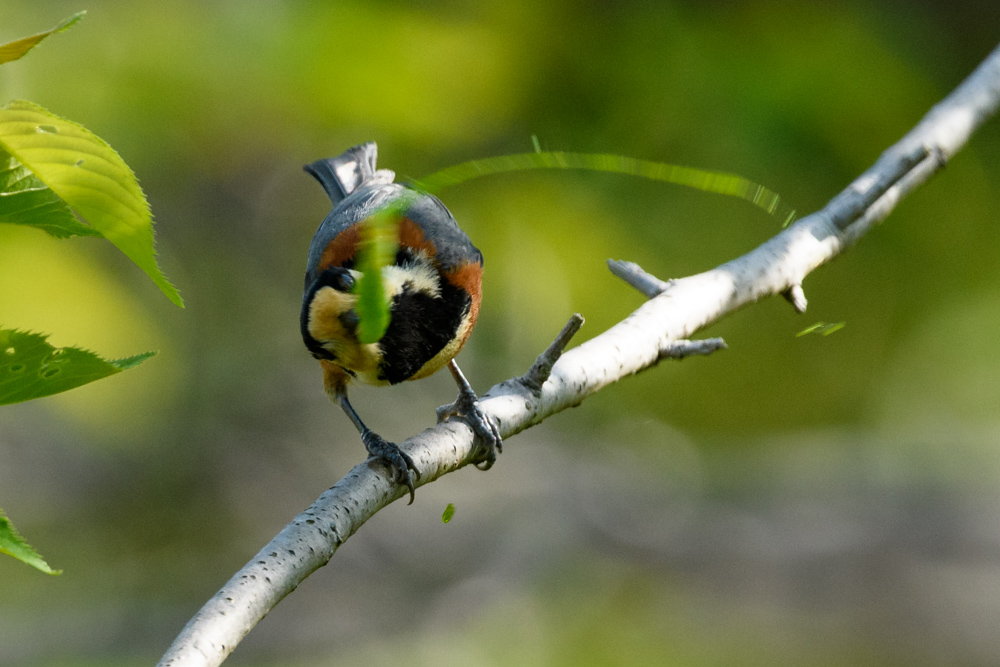 青虫を食べるヤマガラ Varied Tit eating a green worm