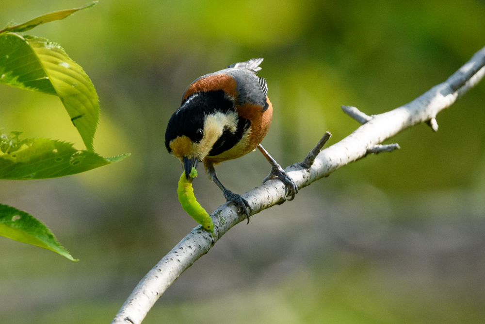 青虫を食べるヤマガラ Varied Tit eating a green worm