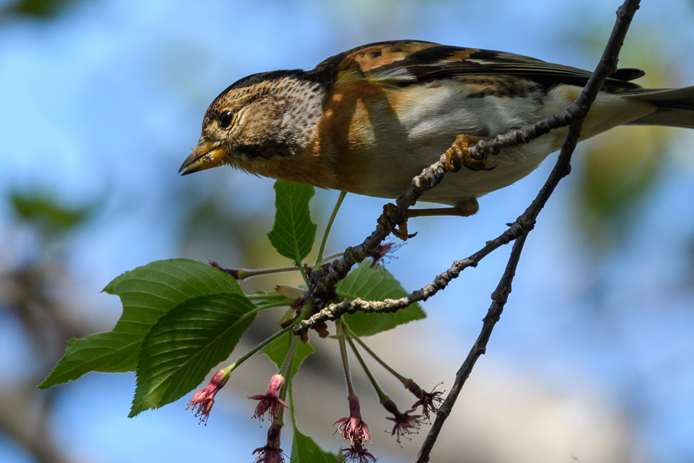 アトリ Brambling