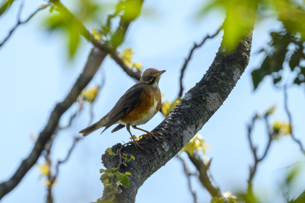 アカハラ Brown-headed Thrush