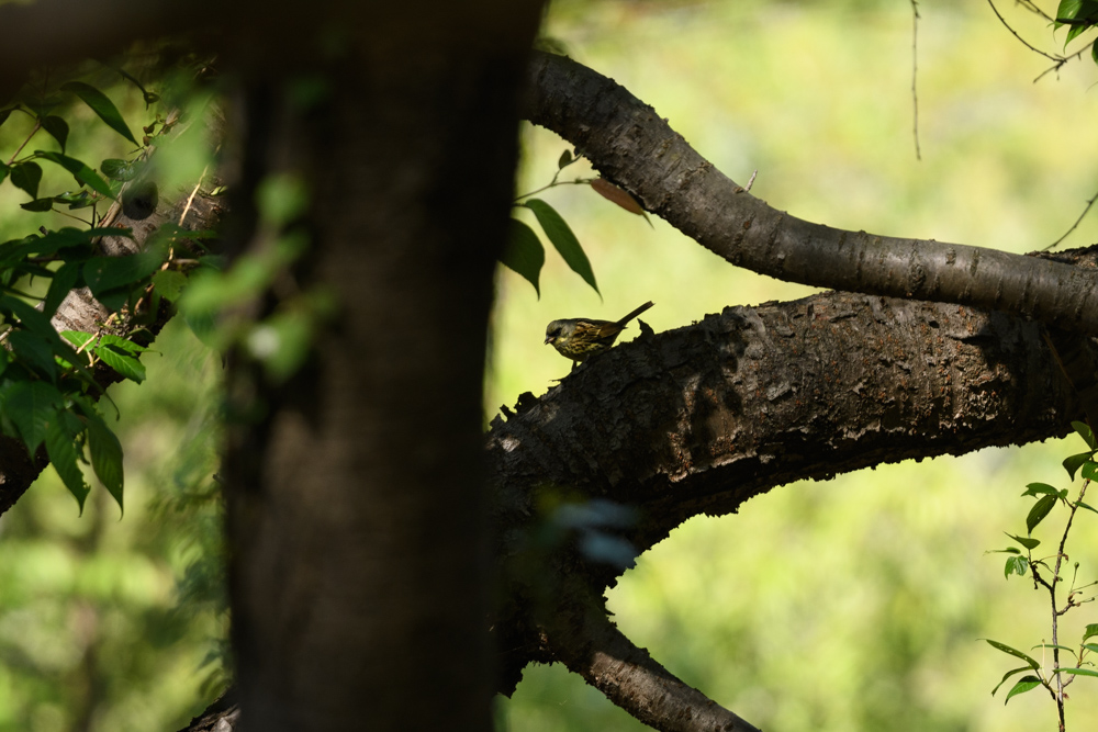 アオジ Black-faced Bunting