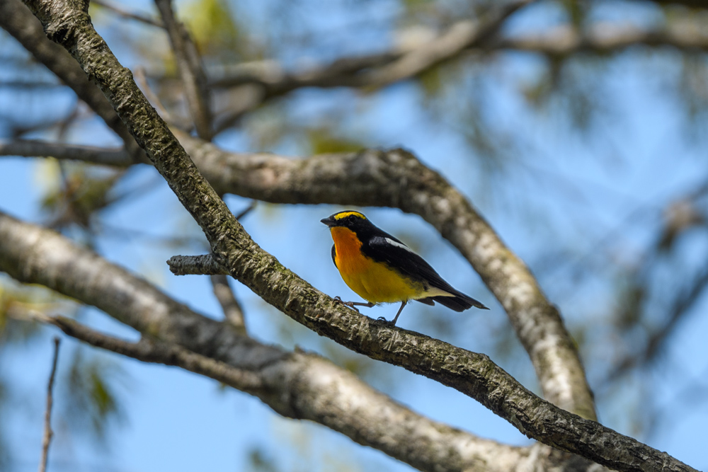 キビタキ Narcissus Flycatcher