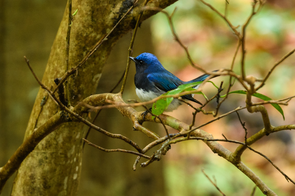 オオルリ Blue-and-White Flycatcher