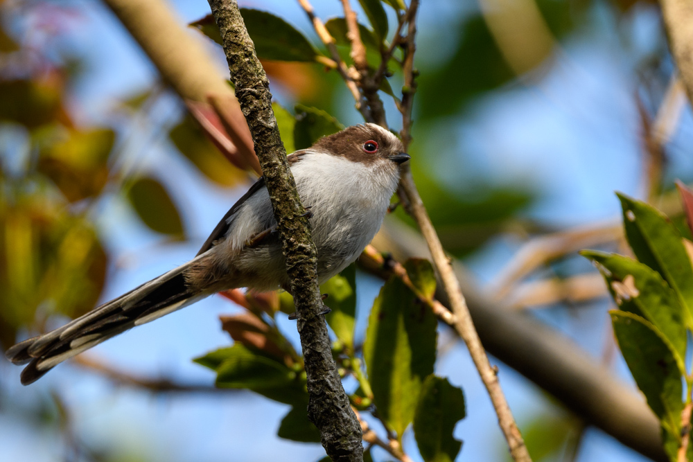 Long-tailed Tit