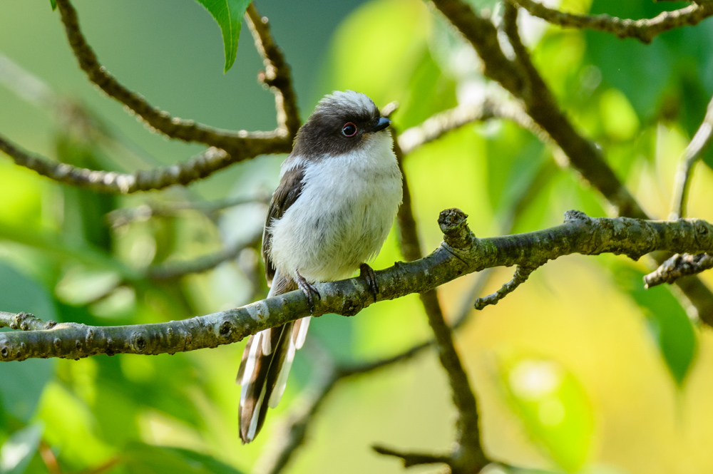 Long-tailed Tit