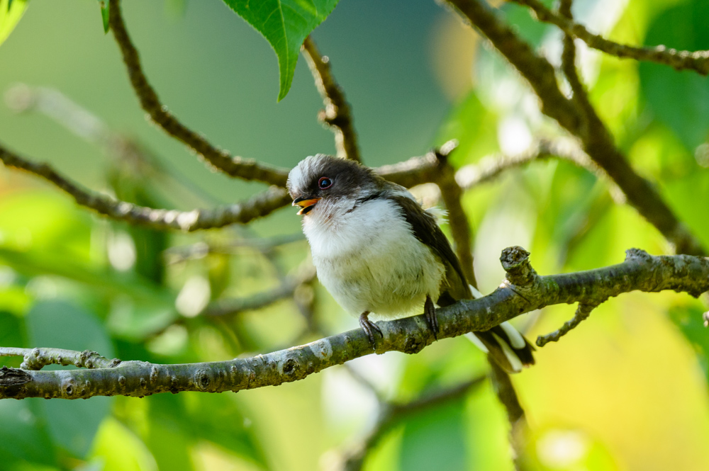 Long-tailed Tit