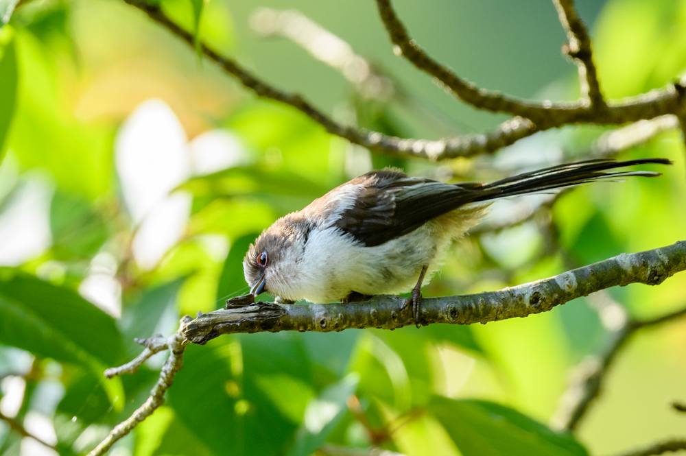 Long-tailed Tit