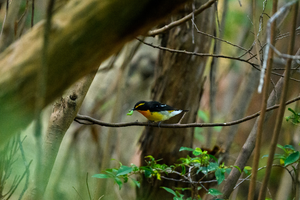 キビタキ Narcissus Flycatcher