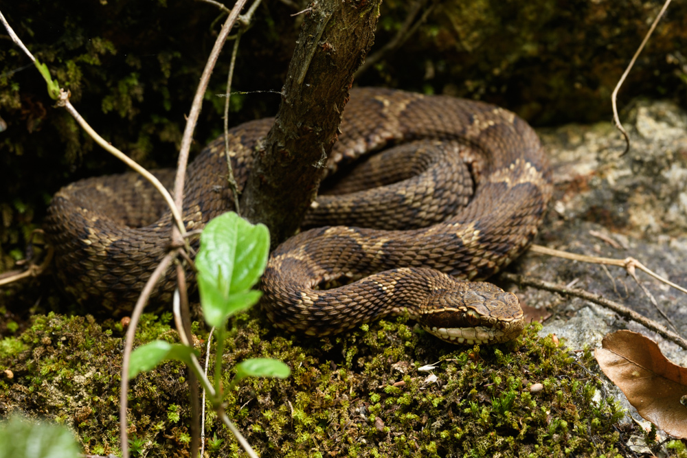 マムシ pit viper