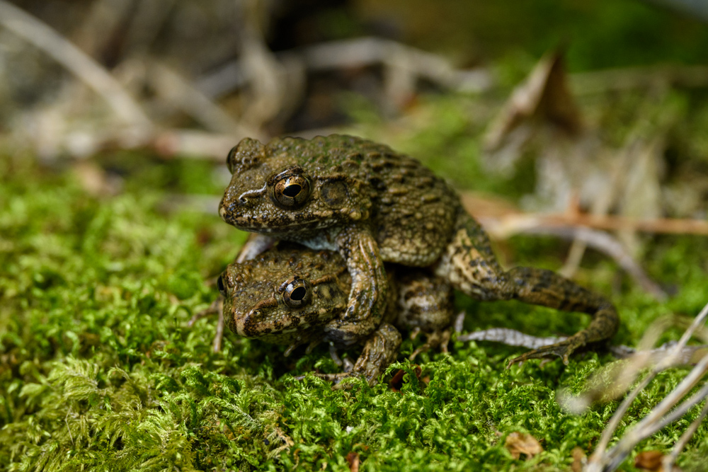 ツチガエル frogs