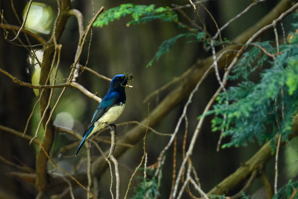 巣材のコケを運ぶオオルリ A Blue and White Flycatcher carrying moss for nesting material