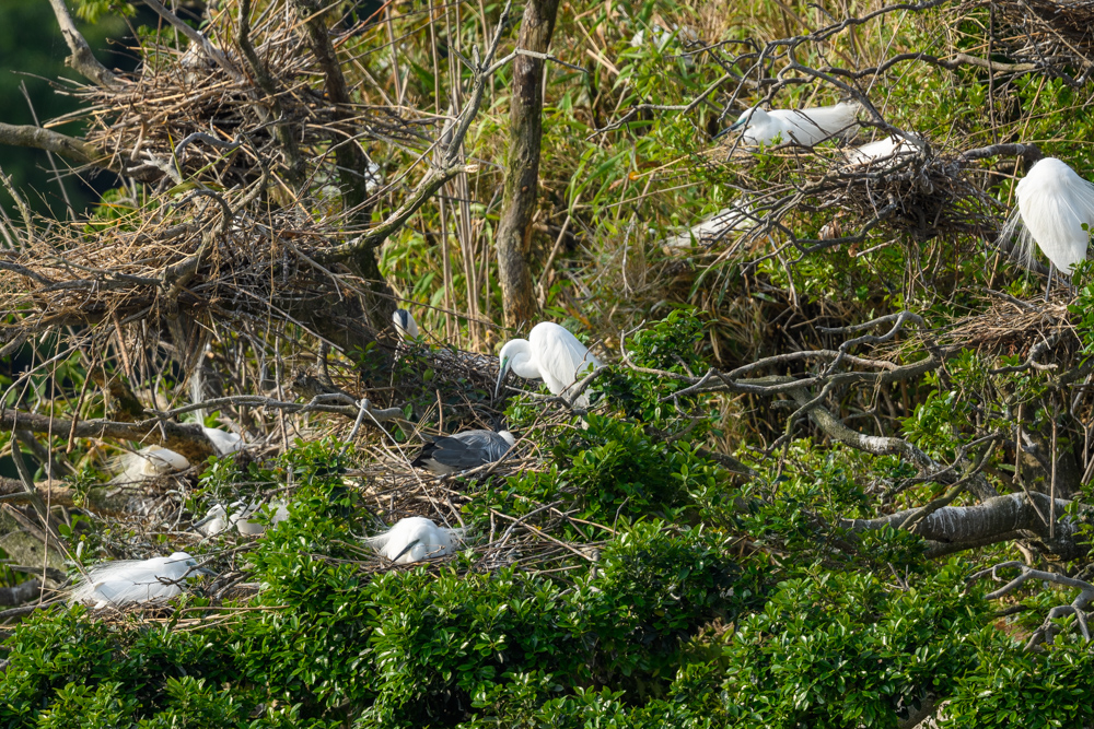 ダイサギとアオサギのコロニー colony of Great Egret and Grey Heron