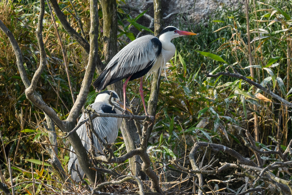 アオサギ Grey Herons