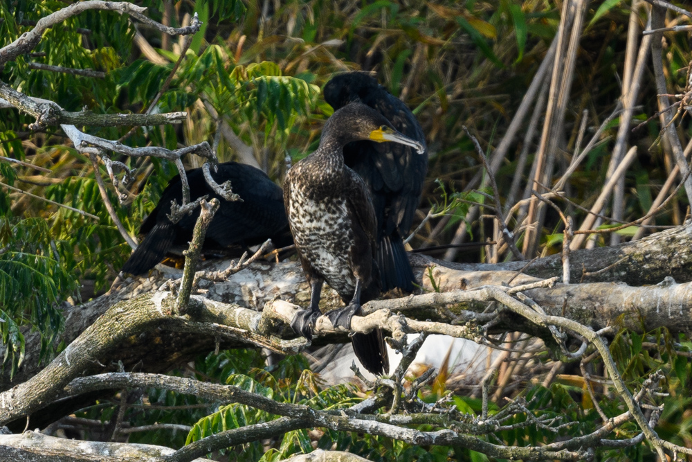 カワウの幼鳥 A juvenile Great Cormorant