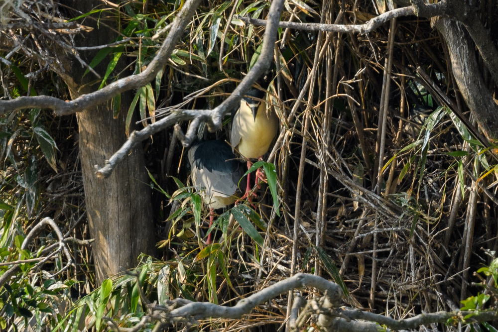 ゴイサギの巣 a nest of Black-crowned Night Heron
