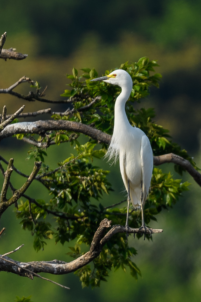 チュウサギ Intermediate Egret