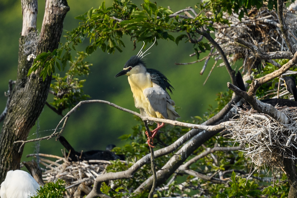 ゴイサギ Black-crowned Night Heron