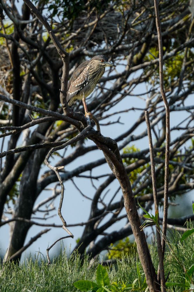 ゴイサギ若鳥 A young Black-crowned Night Heron