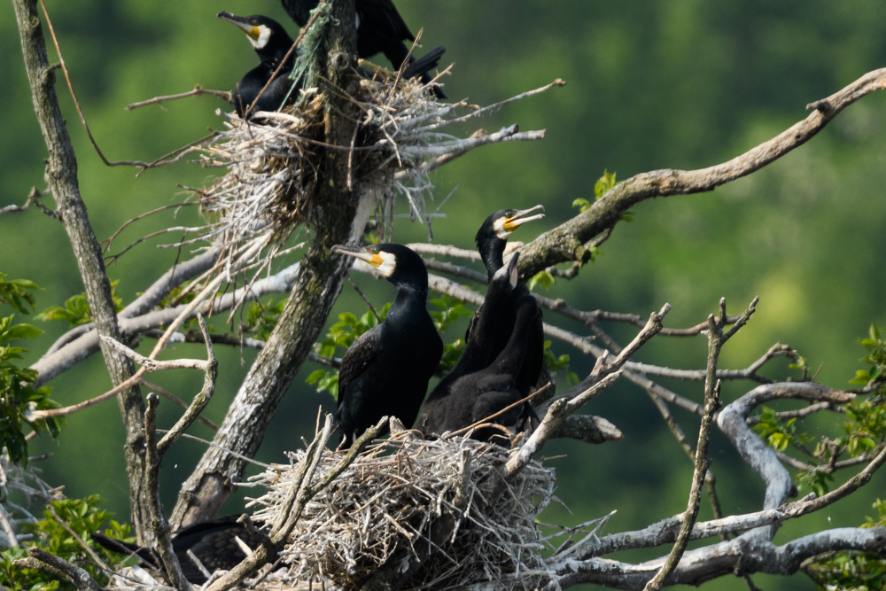 カワウのヒナ chicks of Great Cormorant