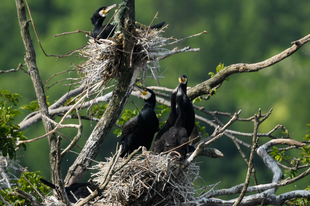 カワウのヒナ chicks of Great Cormorant