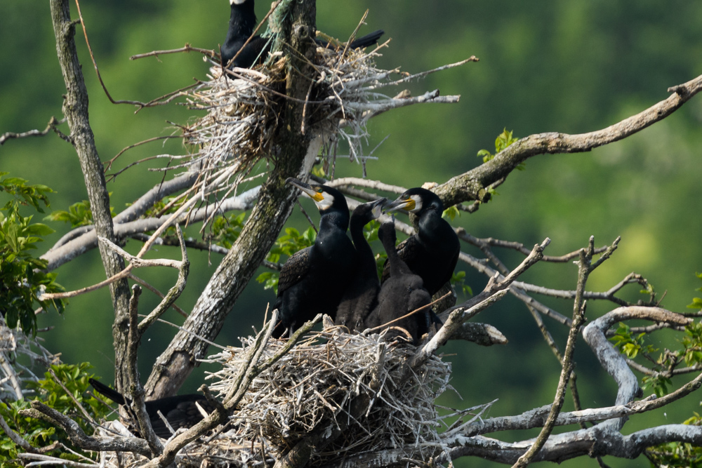 カワウのヒナ chicks of Great Cormorant