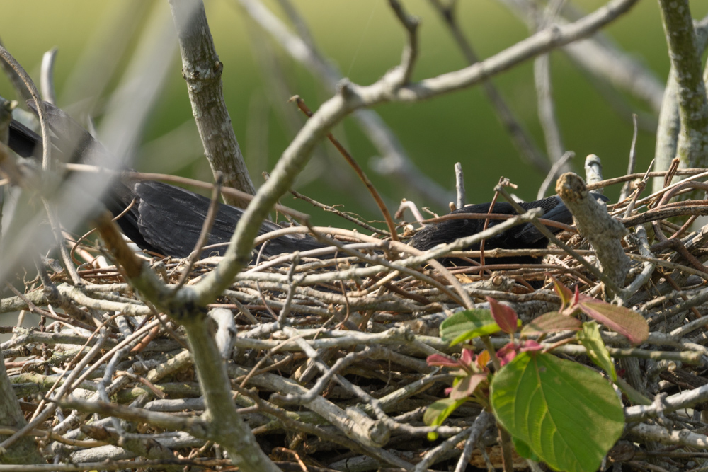 抱卵中のハシボソガラス A Carrion Crow holding eggs