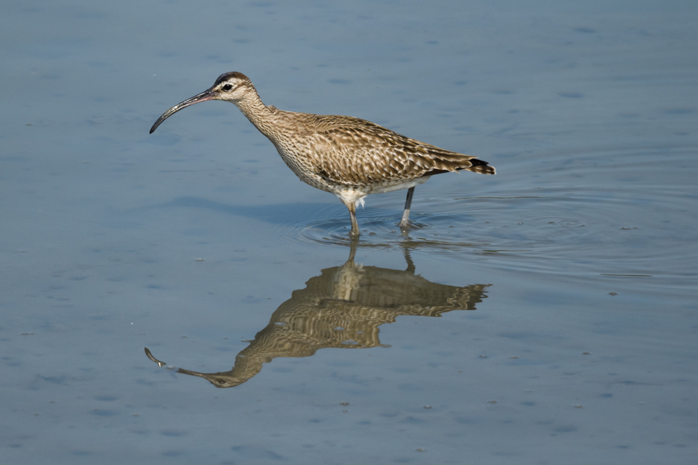 チュウシャクシギ Whimbrel