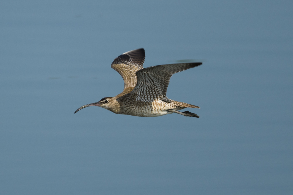 チュウシャクシギ Whimbrel