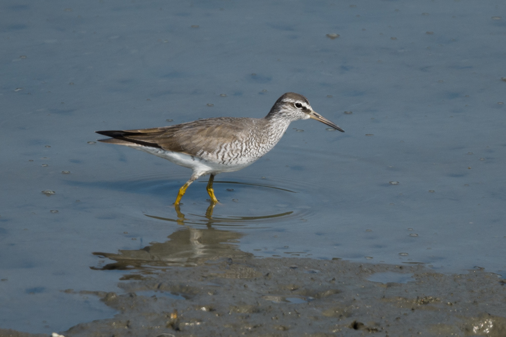 キアシシギ Grey-tailed Tattler