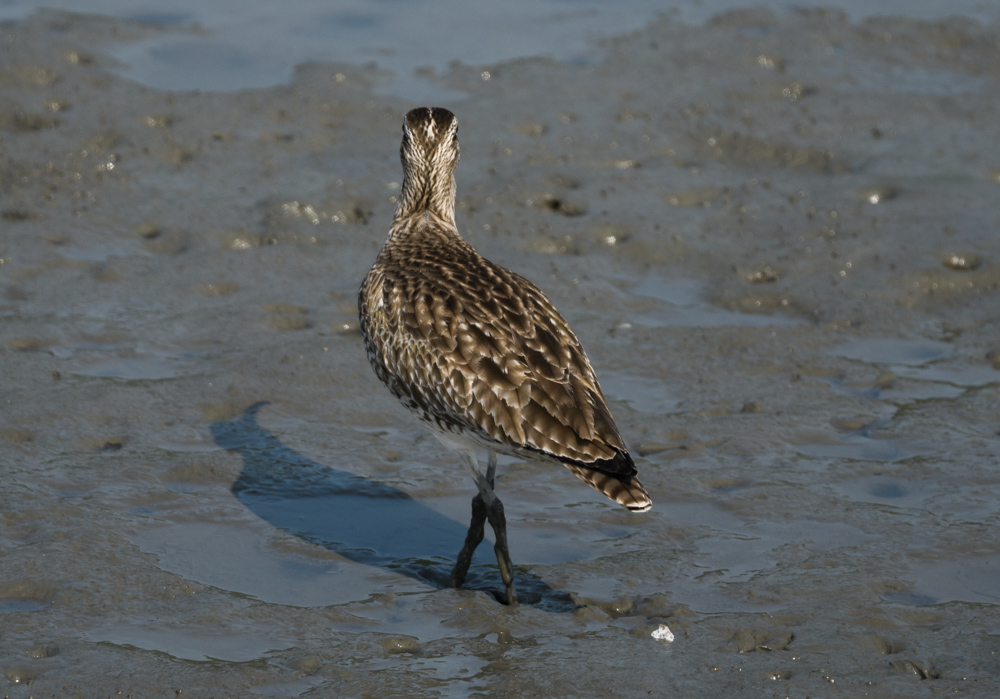 チュウシャクシギ Whimbrel