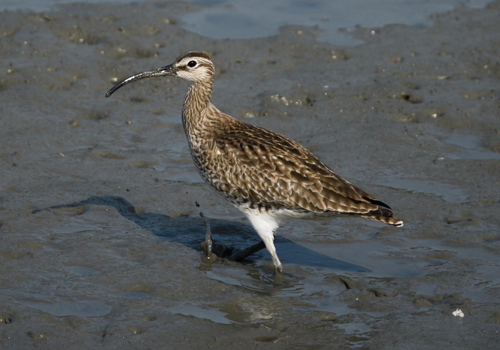 チュウシャクシギ Whimbrel