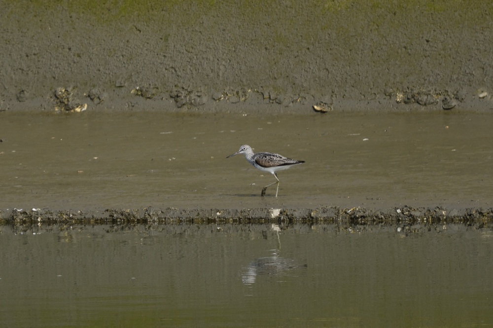 コアオアシシギ? Marsh Sandpiper?