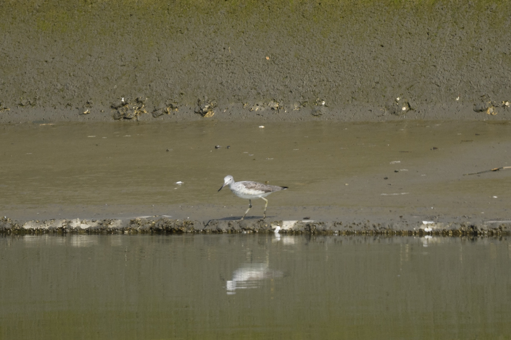 コアオアシシギ Marsh Sandpiper