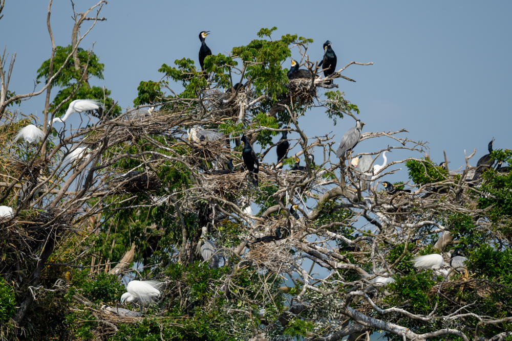 カワウとサギのコロニー colony of cormorants and egrets