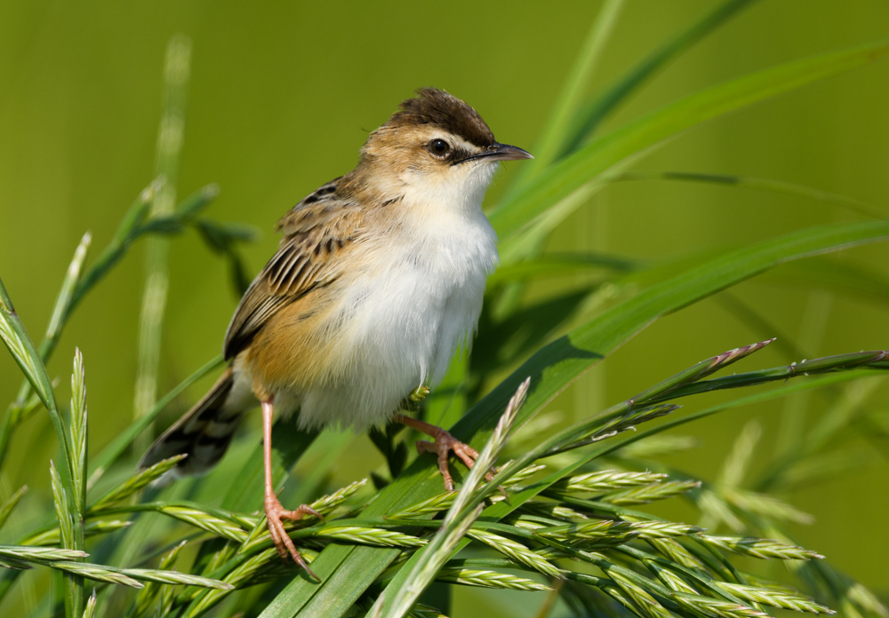 セッカ Zitting Cisticola