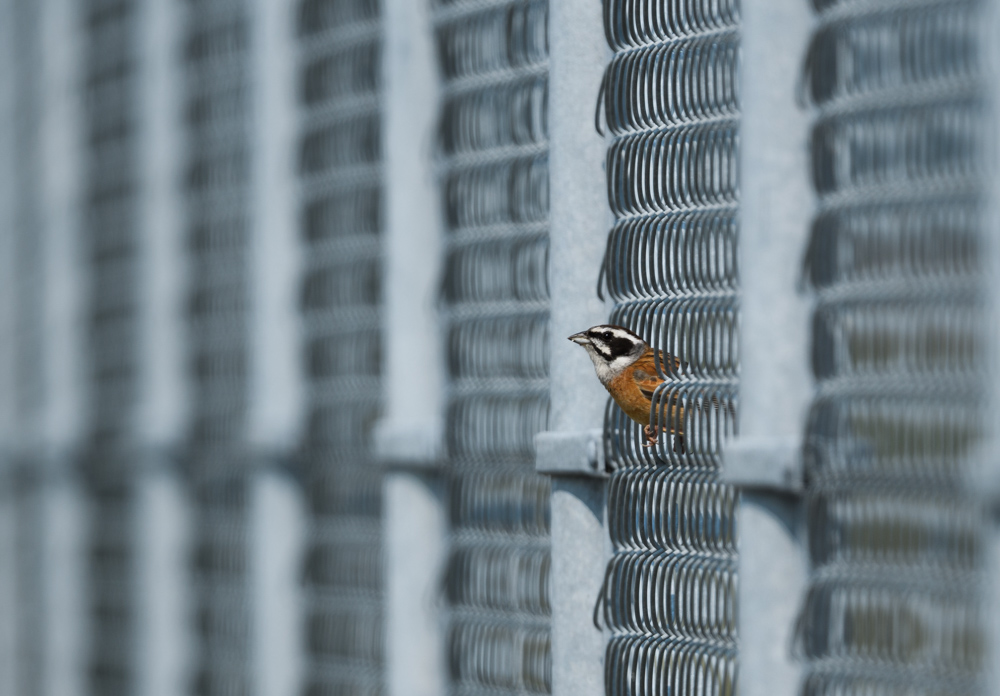 ホオジロ Meadow Bunting