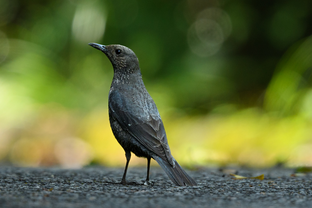 イソヒヨドリ Blue Rock Thrush