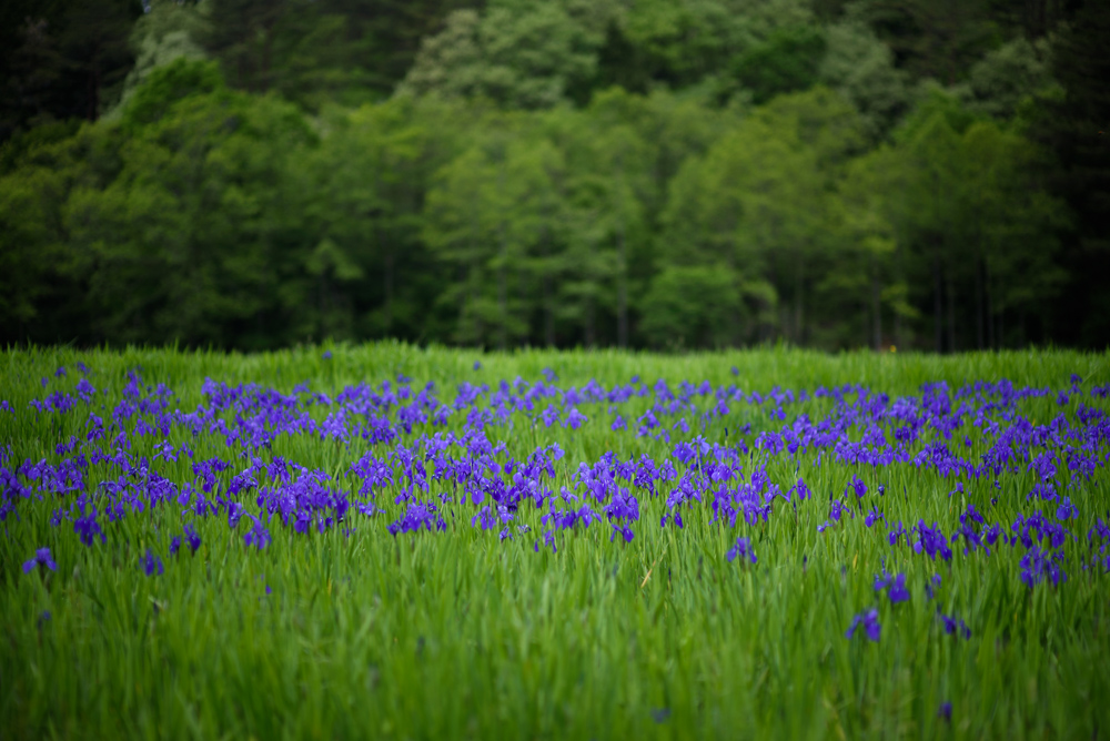 カキツバタ / Iris Laevigata