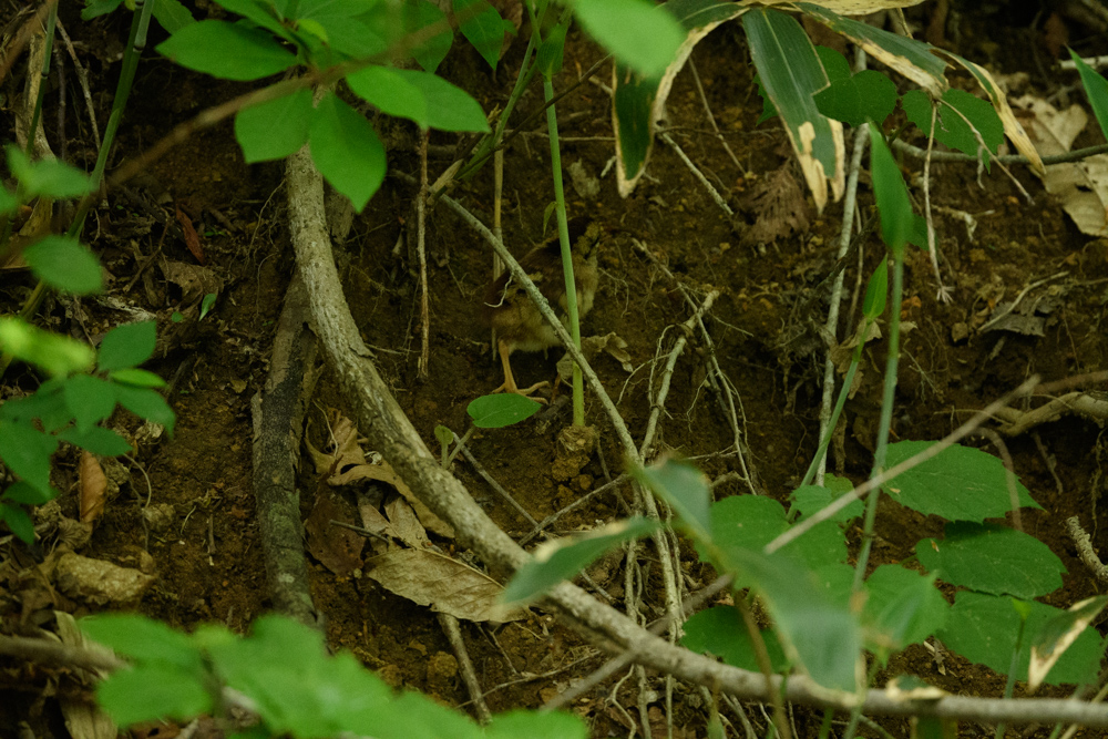 ヤマドリのヒナ / juvenile Copper Pheasant